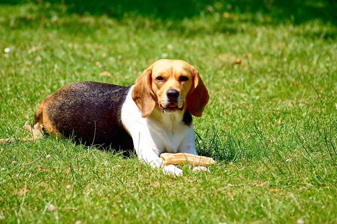 Why Beagles Are Great Family Pets